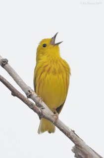 American Yellow Warbler (Dendroica aestiva) by J Fenton