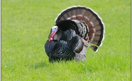 Reginald the Turkey Commander: The Corn&nbsp;Field