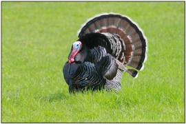 Wild Turkey (Meleagris gallopavo) by Daves BirdingPix