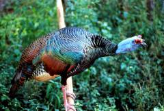  Ocellated Turkey (Meleagris ocellata) ©USFWS