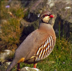 Chukar Partridge (Alectoris chukar) by Ian