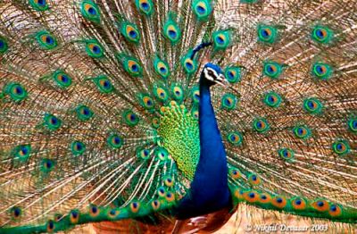 Indian Peafowl (Pavo cristatus) by Nikhil Devasar