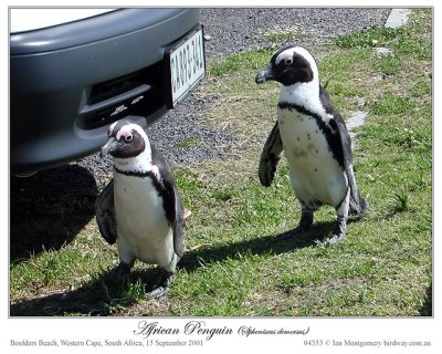 African Penguins strolling by Ian