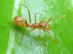 Ant - Wikipedia