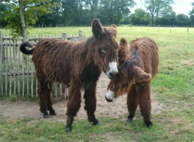 Baudet Donkey - Shaky and Brown