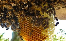 Scripture Alphabet of Animals: The&nbsp;Bee