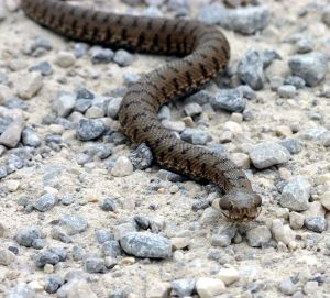 European Adder - Vipera berus from Wikipedia