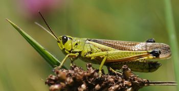 Grasshopper ©WikiC