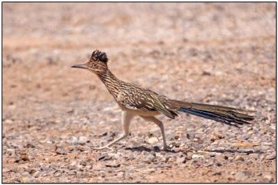 Greater Roadrunner (Geococcyx californianus) by Daves BirdingPix