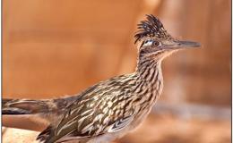 Sneaky Roadrunner