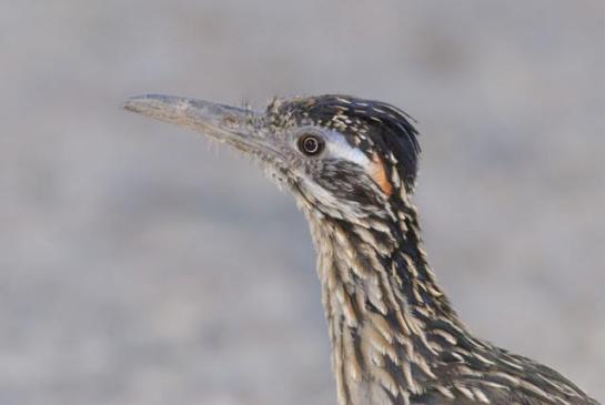 Greater Roadrunner (Geococcyx californianus) Reinier Munguia