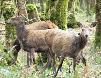 Hinds at Killarney National Park©WikiC