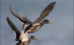 Birds in Christmas Hymns – I Wonder As I Wander&nbsp;(Re-post)