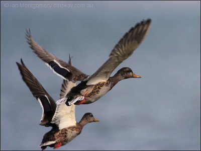 Mallards flying off by Ian
