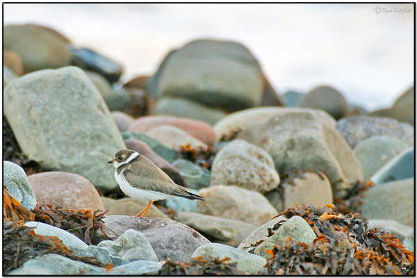 Among rocks - Piping Plover
