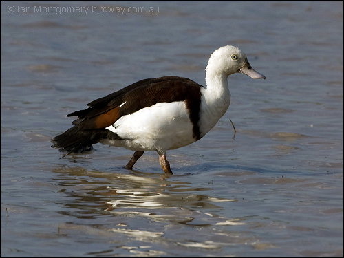 Raja Shelduck showing collar by Ian