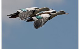 Birds of the Bible – Birds of the&nbsp;What??