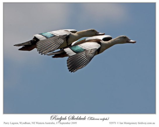 Pair of Raja Shelduck by Ian