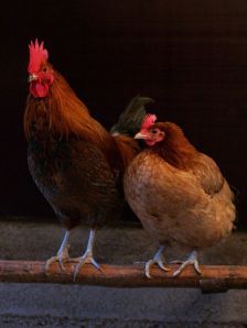 Rooster and Hen - Wikipedia