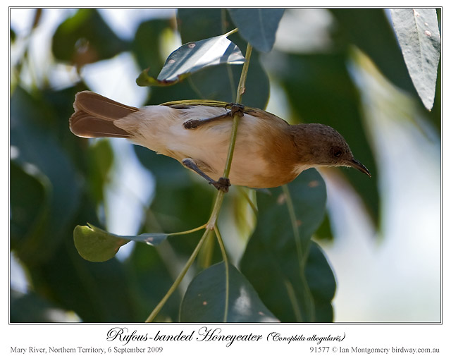 Rufous-banded Honeyeater (Conopophila albogularis) by Ian