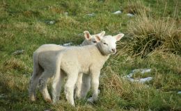 Scripture Alphabet of Animals: The&nbsp;Sheep