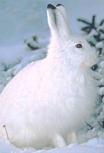 Snowshoe Hare or Rabbit