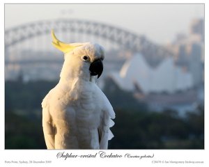 Sulphur-crested Cockatoo (Cacatua galerita) by Ian
