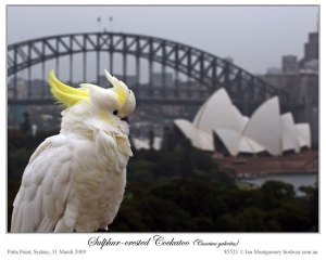 Sulphur-crested Cockatoo (Cacatua galerita) by Ian