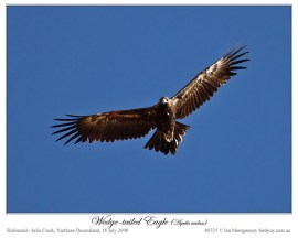 Wedge-tailed Eagles (Aquila audax) by Ian