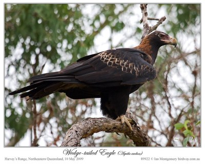 Wedge-tailed Eagles (Aquila audax) by Ian