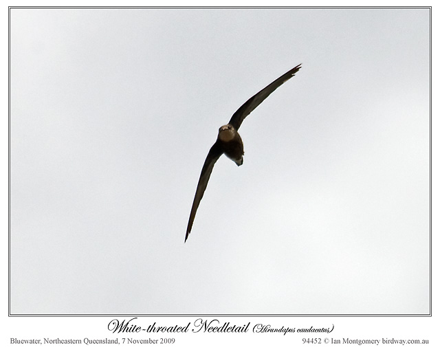 White-throated Needletail (Hirundapus caudacutus) by Ian