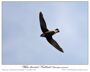 White-throated Needletail (Hirundapus caudacutus) by Ian