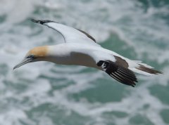 Australasian Gannet (Morus serrator) by W Kwong