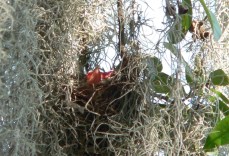 Redwing Blackbird young at Lake Hollingsworth