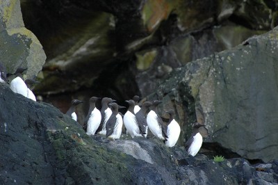 Black Guillemot (Cepphus grylle) by Bob-Nan