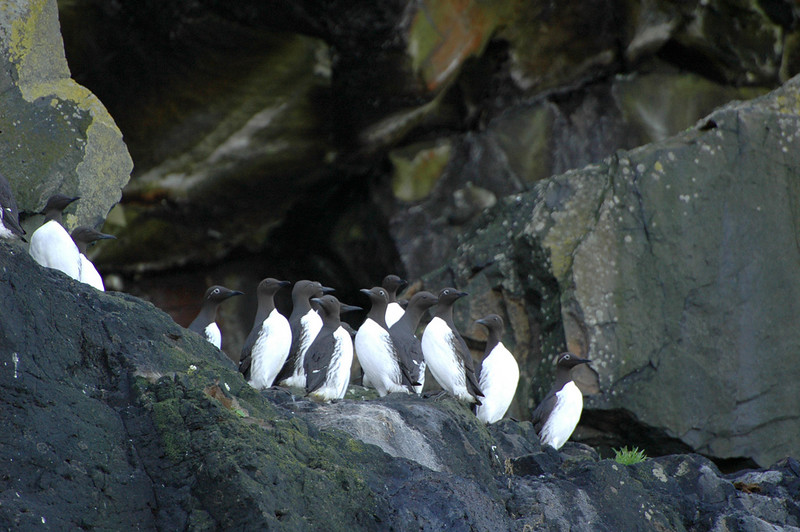 Black Guillemot (Cepphus grylle) by Bob-Nan