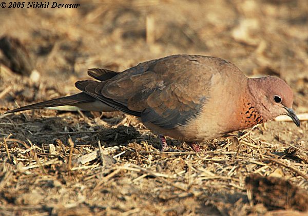 Laughing Dove (Stigmatopelia senegalensis) by Nikhil