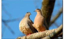 The Dove – Weather Reporter… ~ Nuggets&nbsp;Plus