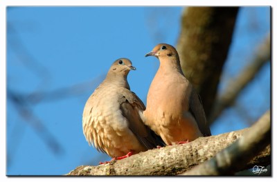 Mourning Dove (Zenaida macroura) by Quy Tran