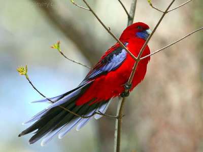 Crimson Rosella (Platycercus elegans) by Ian