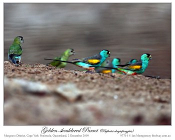 Golden-shouldered Parrot (Psephotus chrysopterygius) by Ian