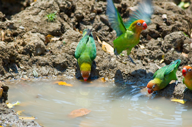 Lilian's Lovebird (Agapornis lilianae) by Africaddict