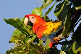 Scarlet Macaw (Ara macao) Reinier Munguia