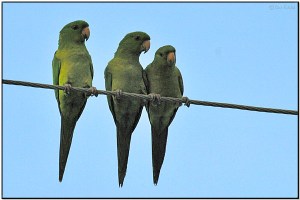 26-73-2351 Green Parakeet (Aratinga holochlora) by Daves BirdingPix