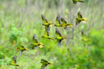 Orange-fronted Parakeet (Aratinga canicularis) Reinier Munguia