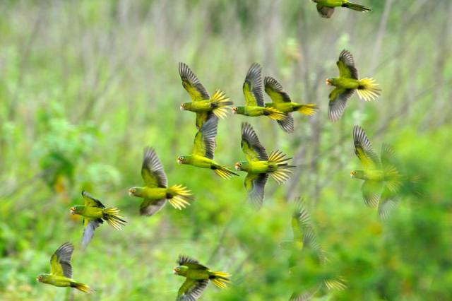 Orange-fronted Parakeet (Aratinga canicularis) Reinier Munguia