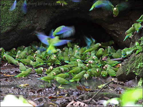 Cobalt-winged Parakeet (Brotogeris cyanoptera) by Ian