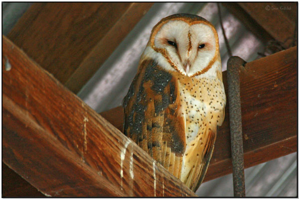Western Barn Owl (Tyto alba) by Daves BirdingPix
