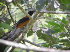 Hooded Pitohui (Pitohui dichrous) ©Wikipedia