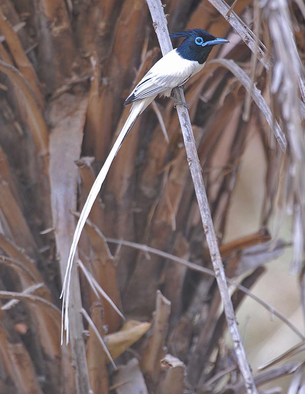 Indian Paradise Flycatcher (Terpsiphone paradisi) by Nikhil Devasar